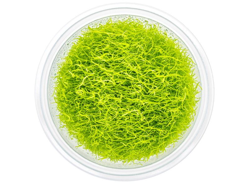 Grasblättriger Wasserschlauch - Utricularia graminifolia in vitro